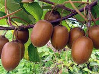 Kiwifruit- Haywood