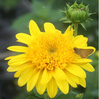 Happy Days Sunflower