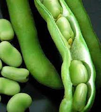 Broad Bean- Egyptian
