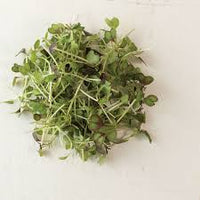 KX-1 – Organic Kale Seed