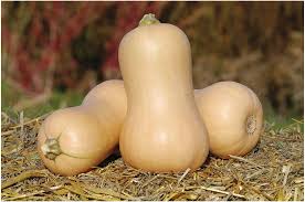 Metro PMR – Organic Butternut Squash Seed