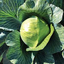 Storage No. 4 – Cabbage Seed