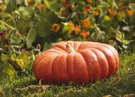 Rouge Vif D’Etampes – Pumpkin Seed