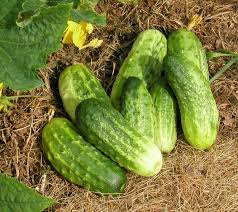 Northern Pickling – Organic Cucumber Seed