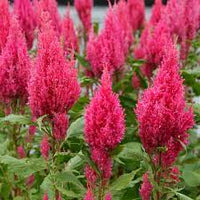Sunday? Bright Pink – Celosia Seed