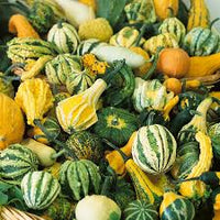 Ornamental Gourds (Small Mixed) Seed