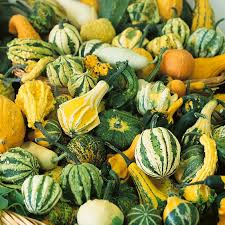 Ornamental Gourds (Small Mixed) Seed