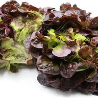 Lettuce- Oakleaf Red
