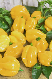 Chilli- Habanero Yellow