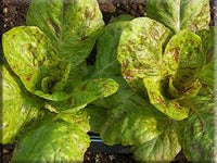 Lettuce- Speckled