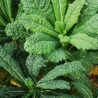 Kale Cavolo Nero Vegetable Seeds
