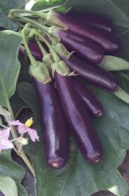 Hansel – Eggplant Seed