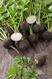 Radish- Black Spanish Round