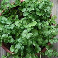 Japanese Small Parsley Seeds Organic Vegetable Seeds