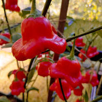 Mad Hatter Pepper Seeds (Bishop’s Crown)