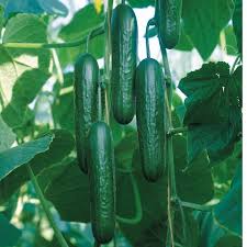 Quirk – Cucumber Seed