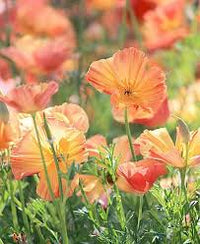 Californian Poppy- Apricot Chiffon