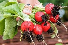 Sora – Organic Radish Seed