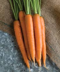 Negovia – Organic Carrot Seed