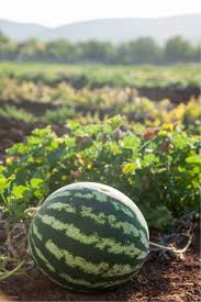 Farmers Wonderful – Watermelon Seed