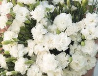 Chabaud Jeanne Dionis – Dianthus Seed