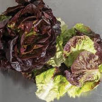 Salanova Hydroponic Red Batavia – Pelleted Lettuce Seed