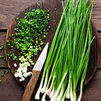 Bunching Onion- Fuyuyo