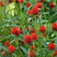 Strawberry Fields – Gomphrena Seed