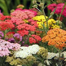 Colorado Mix – Organic Yarrow Seed