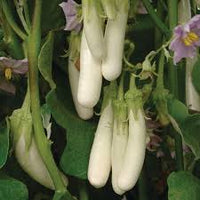 Gretel – Eggplant Seed