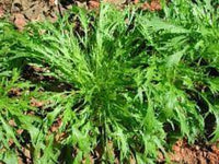 Ember – Mizuna Seeds