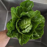 Chalupa – Organic Romaine Lettuce Seeds