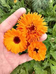 Calendula- Ball's Improved Orange