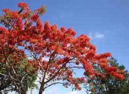 Red Jacaranda flower seeds – heirloom, non-GMO seeds for planting