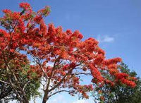 Red Jacaranda flower seeds – heirloom, non-GMO seeds for planting