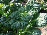 Mustard Greens- Yukina Savoy