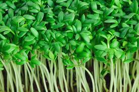 Garden Cress- Extra Curled