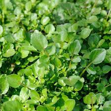 Cress- American Upland