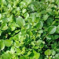 Cress- American Upland