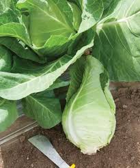 Piccadilly – Cabbage Seed