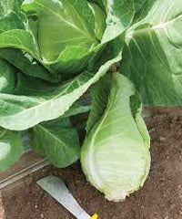 Piccadilly – Cabbage Seed