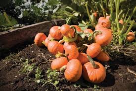 Pumpkin- Golden Nugget