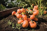 Pumpkin- Golden Nugget