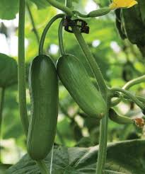 General Lee – Treated Cucumber Seed