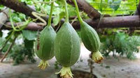 Delicious Organic Perennial Sponge Gourd Seeds