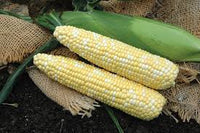 Kickoff XR – 1r Corn Seed