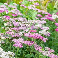 Favorite Berries – Organic Yarrow Seed