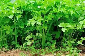 Coriander Green Aroma Vegetable Seeds