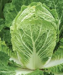 Minuet – Chinese Cabbage Seed