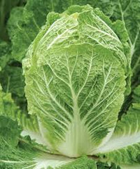 Minuet – Chinese Cabbage Seed